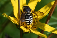 Dianthidium subparvum
