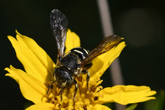 Dianthidium subparvum