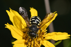 Dianthidium subparvum