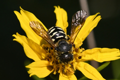 Dianthidium subparvum