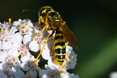 Philanthus crabroniformis