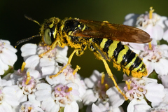 Philanthus crabroniformis