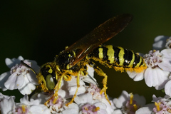 Philanthus crabroniformis