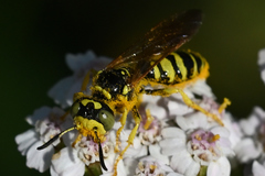 Philanthus crabroniformis