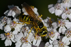 Philanthus crabroniformis