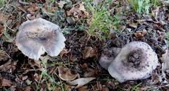 Russula grisea