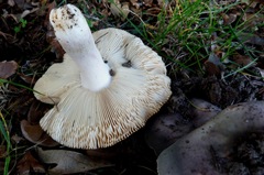 Russula grisea
