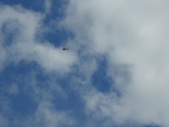 Somatochlora williamsoni