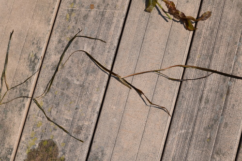 Flatstem pondweed (Potamogeton zosteriformis)