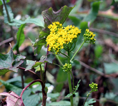 Packera sanguisorbae