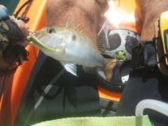 Lethrinus genivittatus