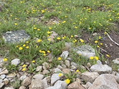 Taraxacum ceratophorum