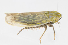 Arthaldeus pascuellus