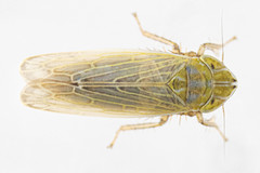 Arthaldeus pascuellus