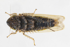 Arthaldeus pascuellus
