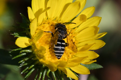 Triepeolus paenepectoralis