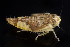 Colladonus clitellarius