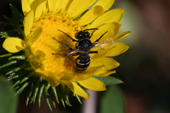 Triepeolus paenepectoralis