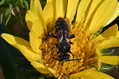 Triepeolus paenepectoralis
