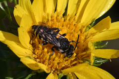 Triepeolus paenepectoralis