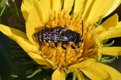Triepeolus paenepectoralis