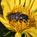 Triepeolus paenepectoralis - Photo (c) Bob McDougall,  זכויות יוצרים חלקיות (CC BY-NC), הועלה על ידי Bob McDougall