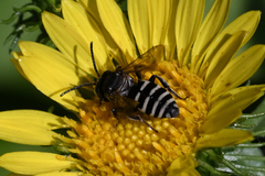 Triepeolus paenepectoralis