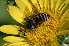 Triepeolus paenepectoralis