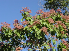 Heliocarpus americanus