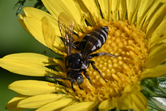 Triepeolus paenepectoralis