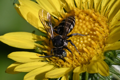 Triepeolus paenepectoralis
