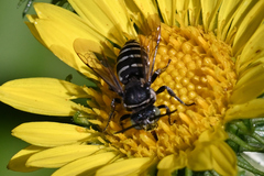 Triepeolus paenepectoralis