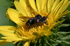 Triepeolus paenepectoralis