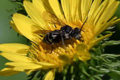 Triepeolus paenepectoralis