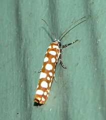 Atteva charopis