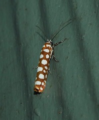 Atteva charopis
