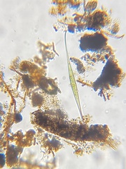 Closterium rostratum