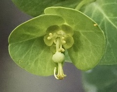 Euphorbia purpurea
