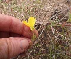 Oenothera gayleana