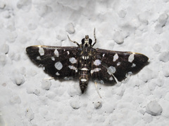 Bocchoris inspersalis
