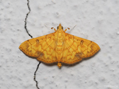 Pyrausta ochracealis