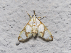 Cirrhochrista kosemponialis