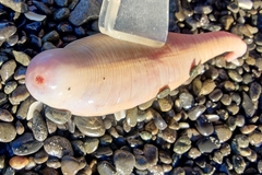 Paracaudina chilensis