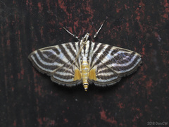 Dichocrocis rigidalis