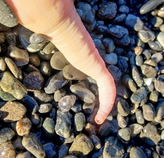 Paracaudina chilensis