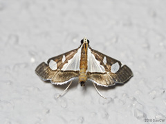Glyphodes bivitralis