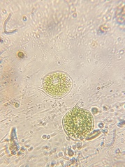 Phacus circulatus