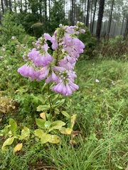 Physostegia digitalis