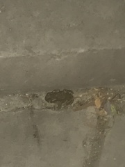 Bufotes viridis sitibundus