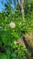Cephalanthus occidentalis